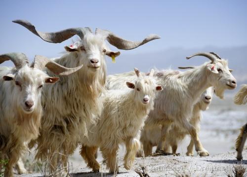 Xinjiang, goat, desert, wildlife