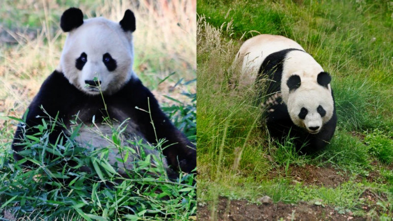 Edinburgh zoo pandas