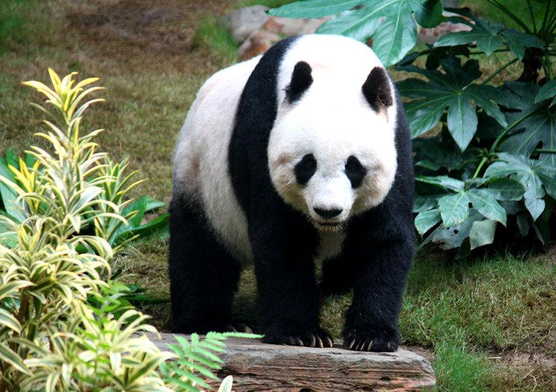 Giant Panda, wildlife
