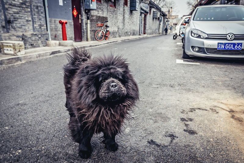 Beijing, dog, hutong, lion