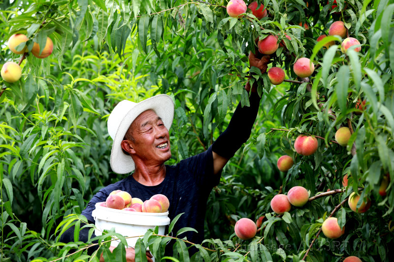 food, agriculture, peach, Hebei