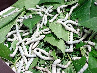silk, silkworms
