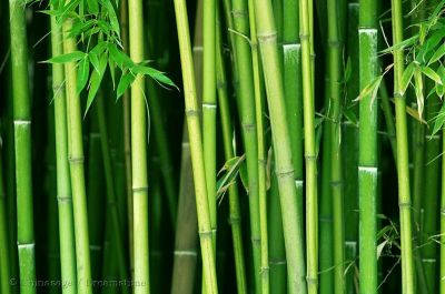 All about bamboo