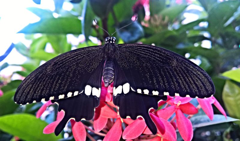 chinese wildlife, Common mormon butterfly,  Papilio polytes