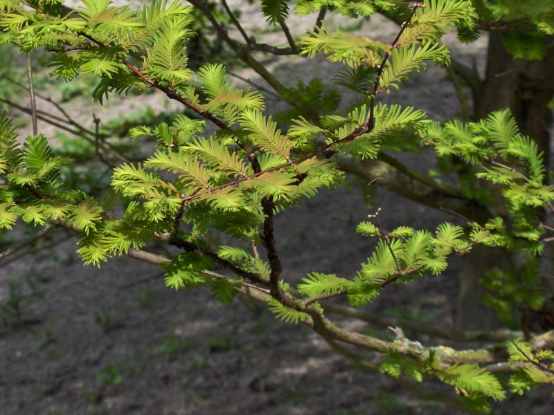 chinese wildlife,  dawn redwood,  Metasequoia glyptostroboides